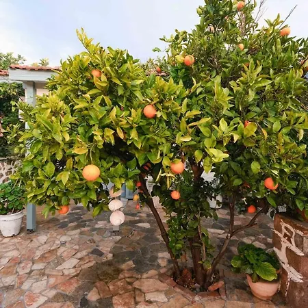 Herakles 住宿加早餐酒店 Çeşme